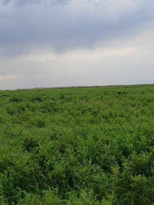 ФАЗЕНДА сатылады