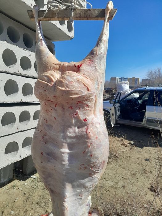 Продам мясо молодых барашек