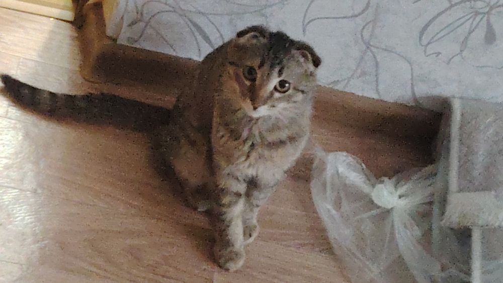 Небольшой кот с возрастом пол года