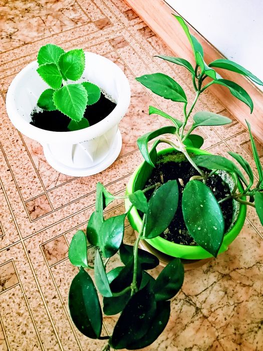 Цветы  комнатные.