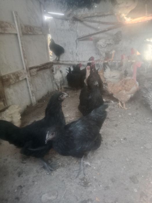 Куры продам 36 штук