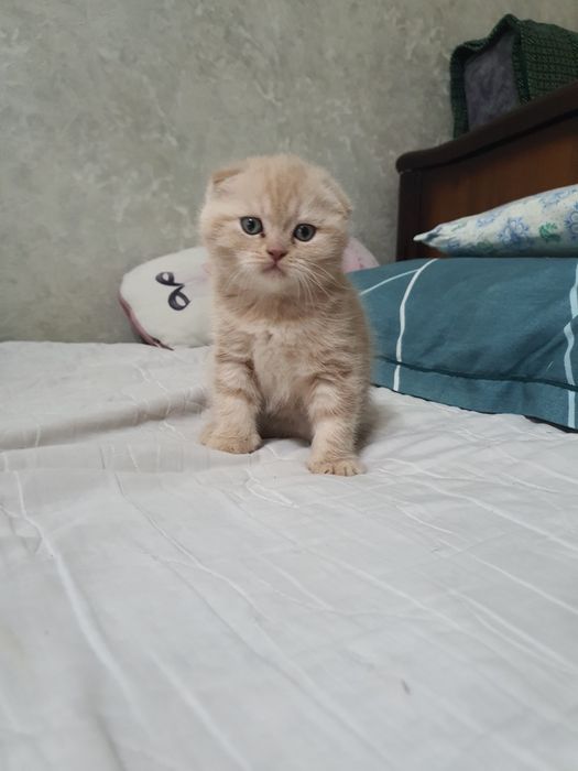 Котенок скотиш фолд