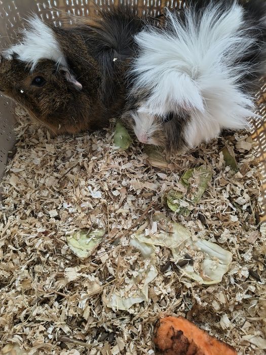 Pereche porcușori de Guineea