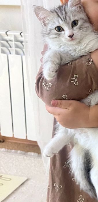 Девочка 2 месяч.метис