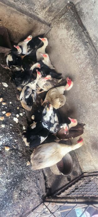 Vand/Schimb 9 rate + 3 rățoi leșești cu 2 curcani mari