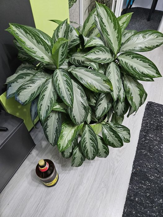 Аглаонема – 6 стъбла, около 90 см височина!

Отглеждана с