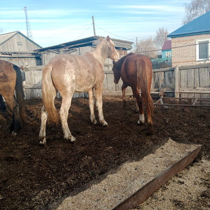 Продам Лошодей с откорма