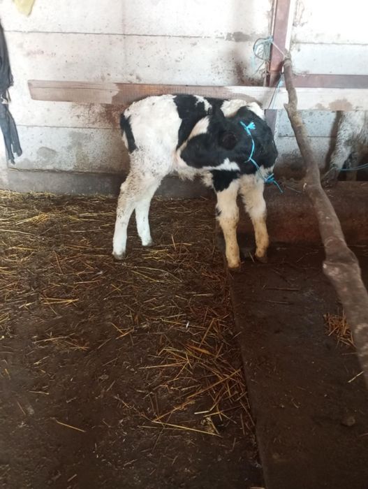 Vând sau Schimb Tăuraș