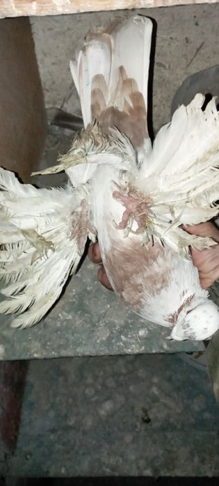 Голуби    Алматы