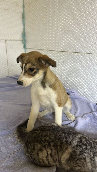 Ищу дом щенкам 4месяца