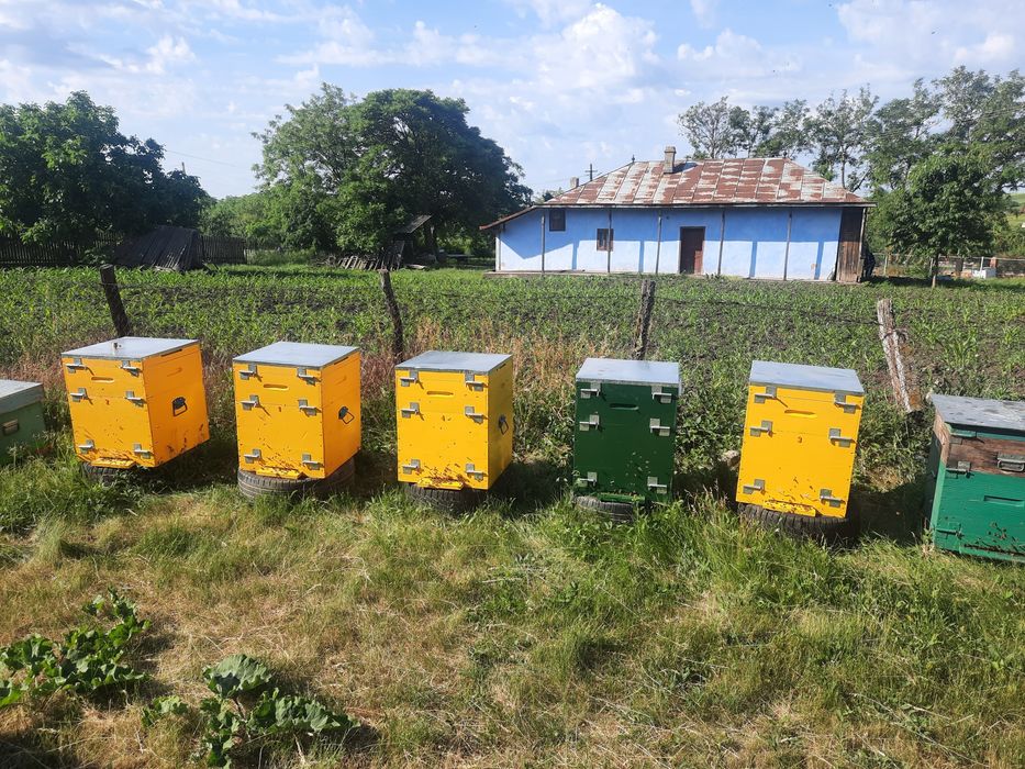 Miere de albine 2023-2024