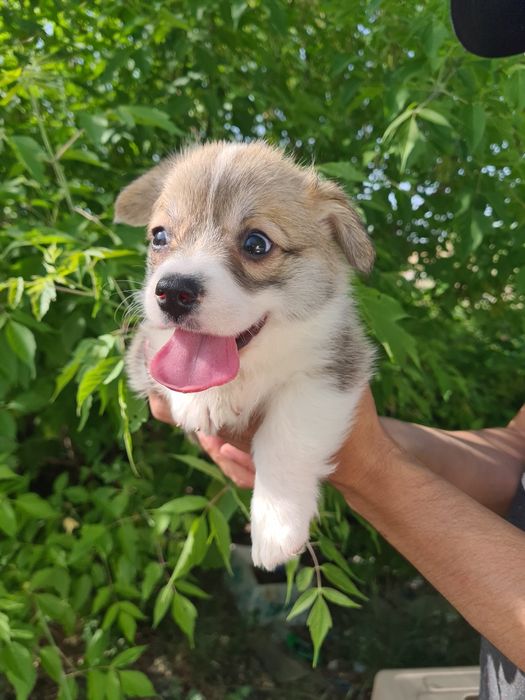 Продам щенков вельш корги пемброк.