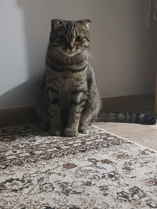Отдам кошку девочку