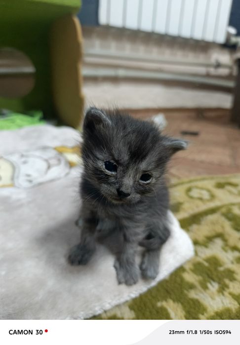 Срочно а там котят в добрые руки