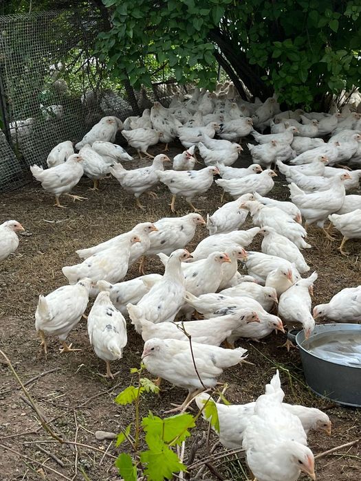Куры несушки 80 дней