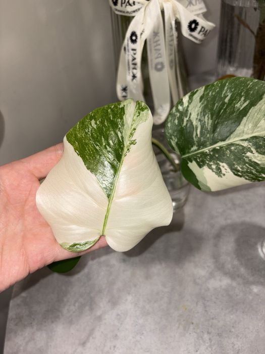 Черенок монстера альба вариегатный