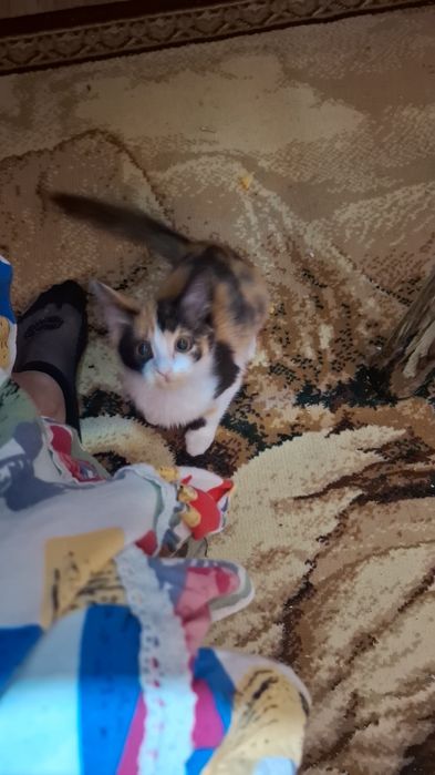 Котенок бесплатно отдам