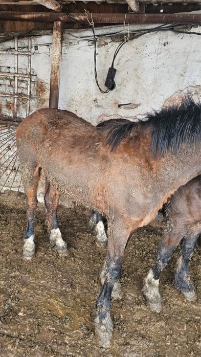 Продам кунанов с откорма