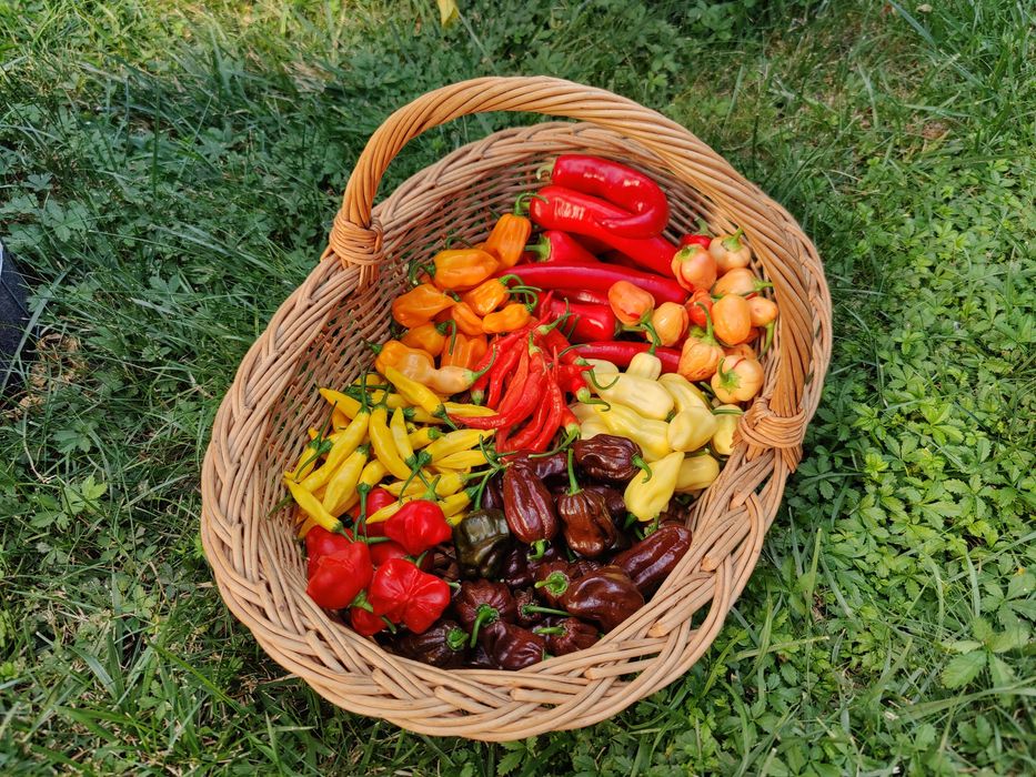 Seminte ardei iute Aji, habanero, carolina, sugar rush etc.