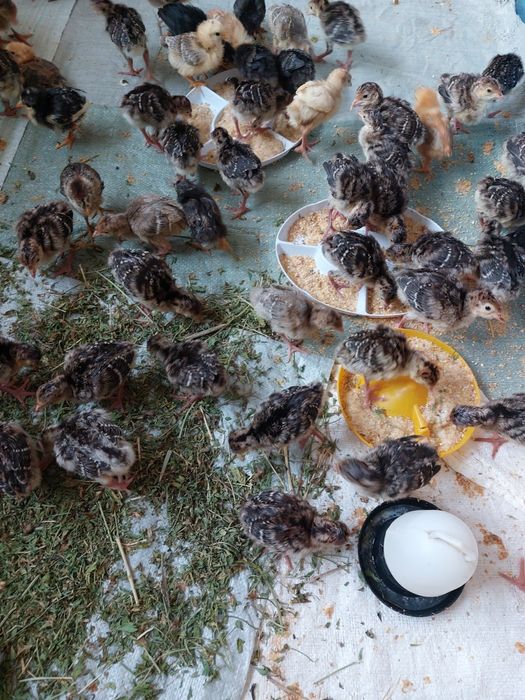 Индюк Хайбрид бронза