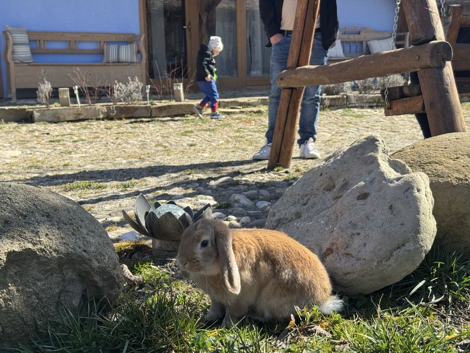 Donez mini lop , iepuras prietenos.