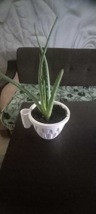 Продам  комнатные цветы