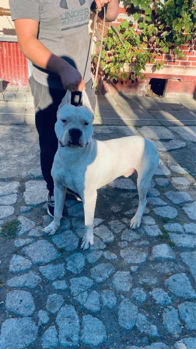 Mascul Dog Argentinian / Dogo Argentino