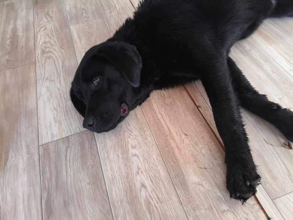 Найден лабрадор. Ищем дом!