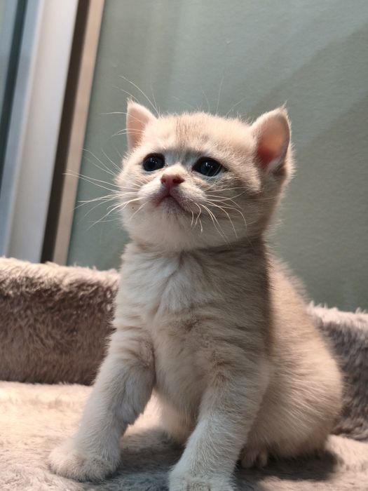 Шотландцы котята