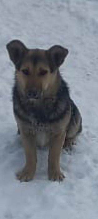 Отдам щенков в добрые руки