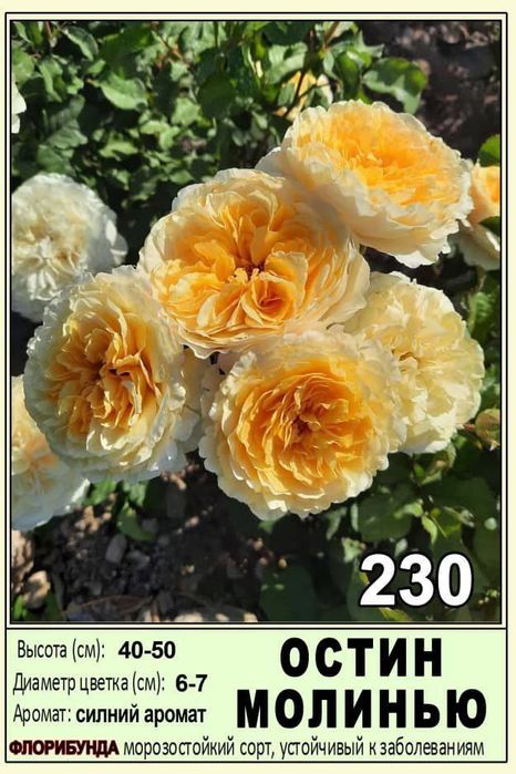 Atirgul роза сортларига гарантия 100