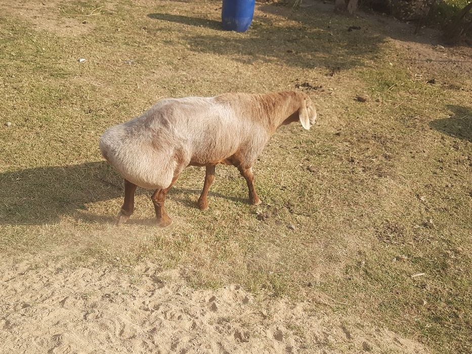 Qo'y sotiladi Zotli qo'y