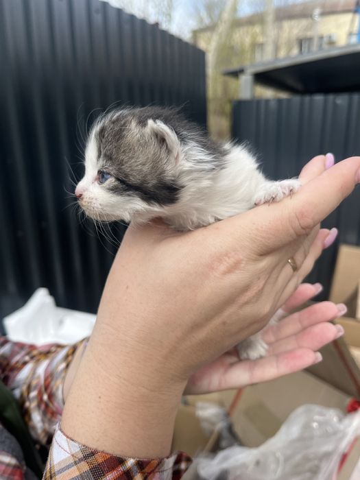 Котенок девочка