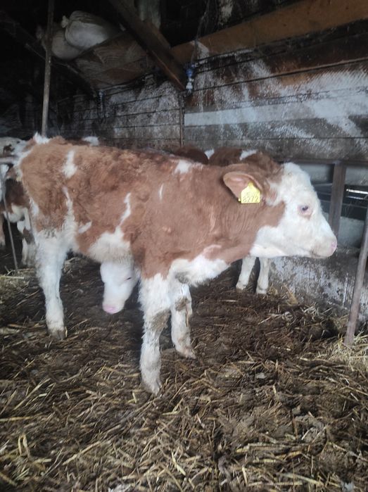 Vând Vitei intarcati