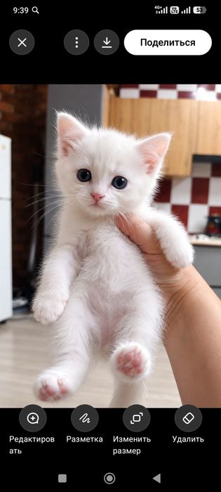 Продам котят турецкой породы