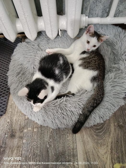 Ищем для котят любящую семью!