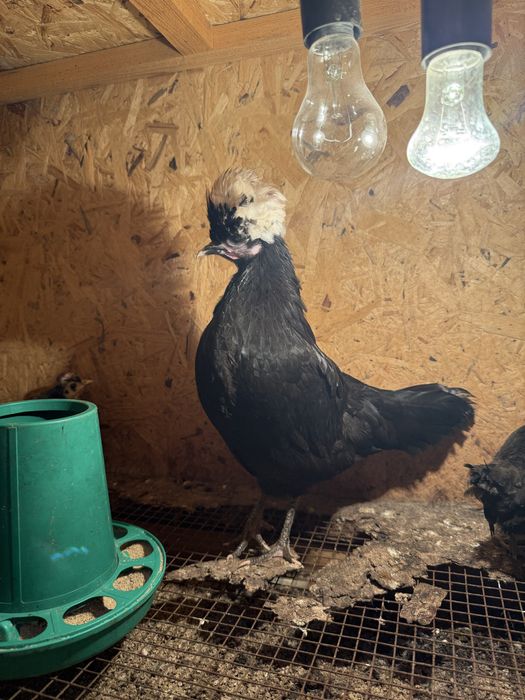 Птицы декоративные