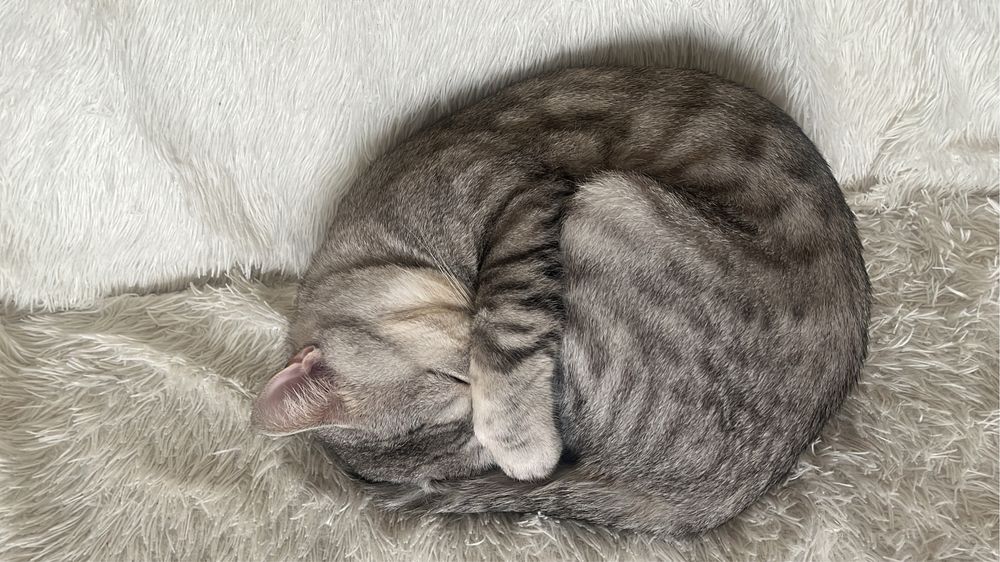 Отдам в добрые руки г. Алматы