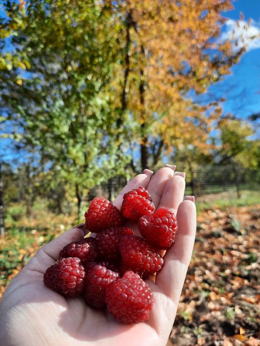 Butași zmeură Polka