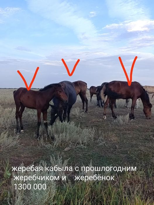Продам лошадей оптом