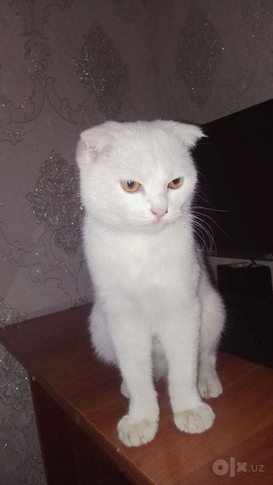 скотч фолд мушук