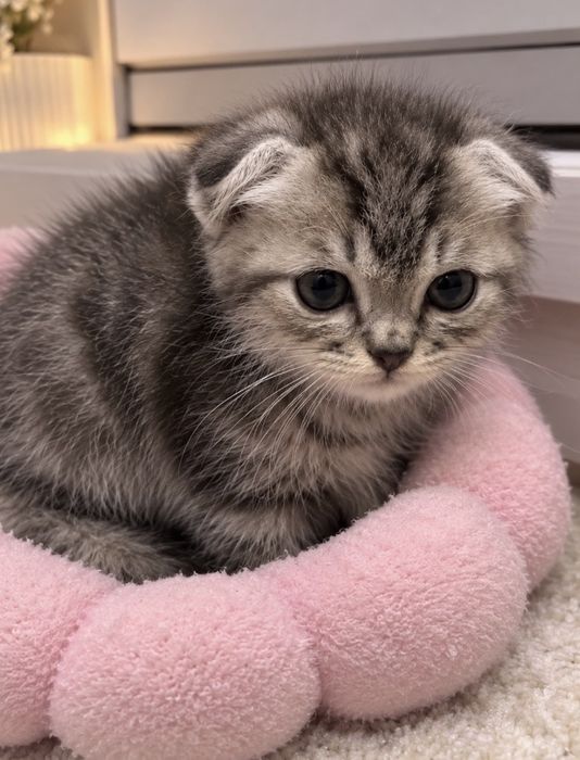 Продам шотландского вислоухого котёнка т
