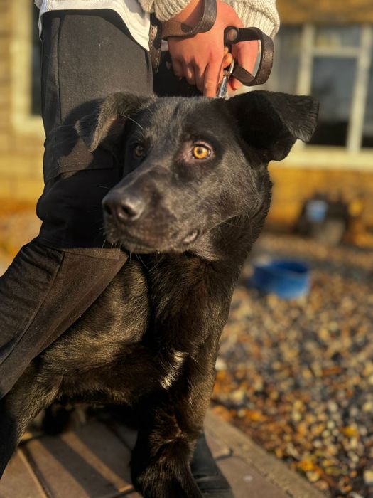 Красивый клёвый черный пес