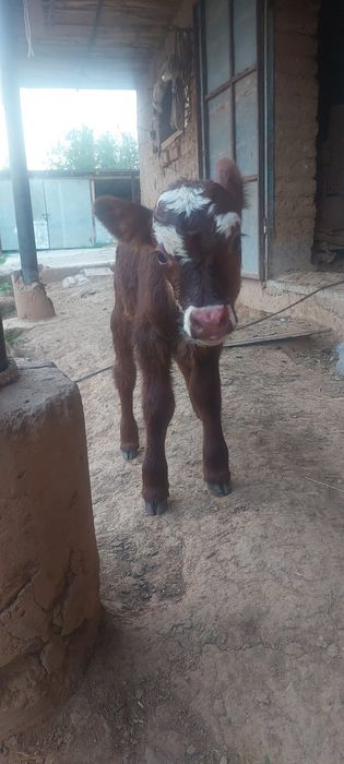 Еркек бұзау сатылады