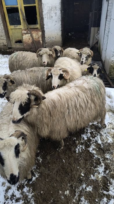 Vând 7 oi și un noatin