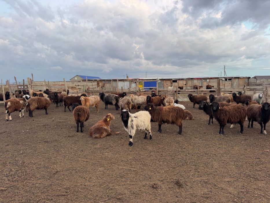 Қозылы қойлар сатылады