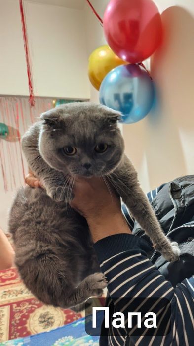 Шиншилла котенки / Shinshilla sotiladi