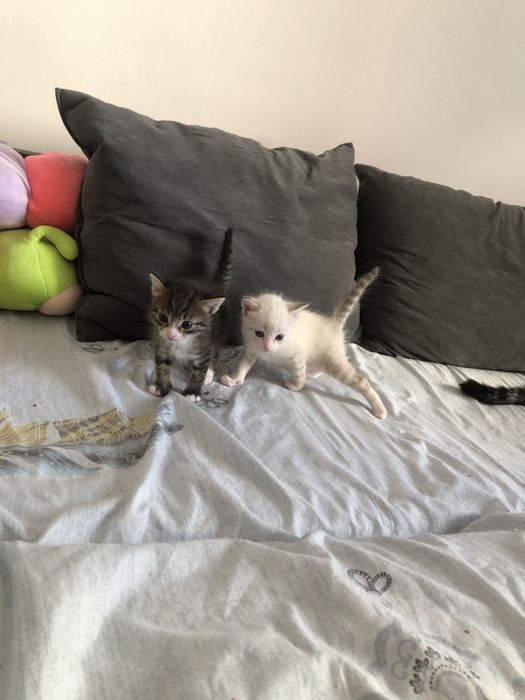 отдам котят 3 месяца