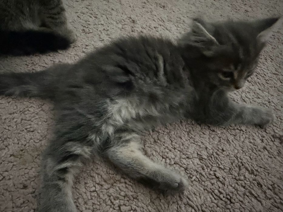 Navoiy shahrida scottish fold mushuklari sotiladi