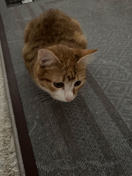 Котенок бесплатно